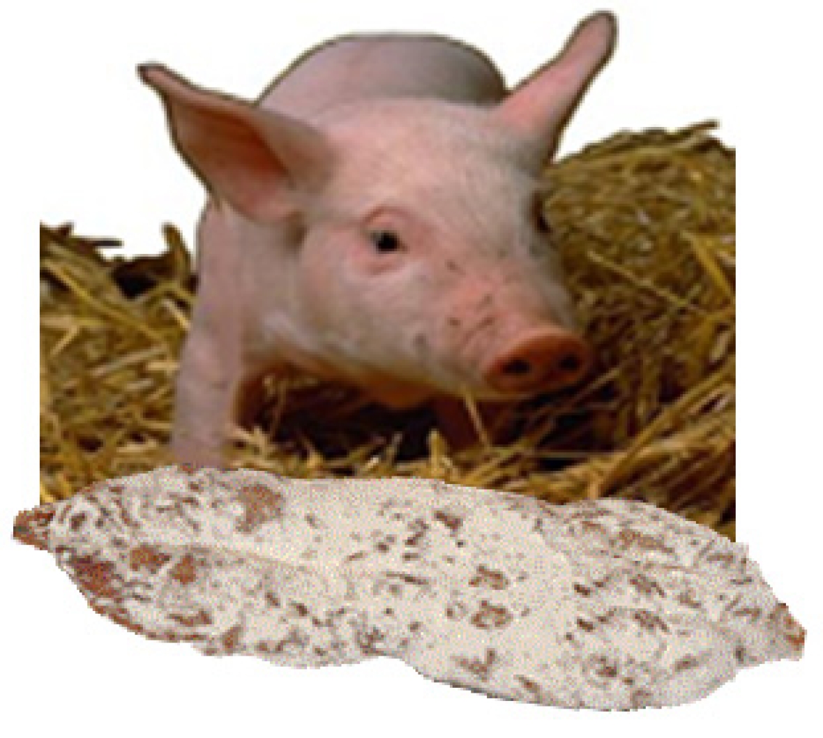Salaisons Saveurs de France Saucisson pur porc ACHATS GRPOUPES CE